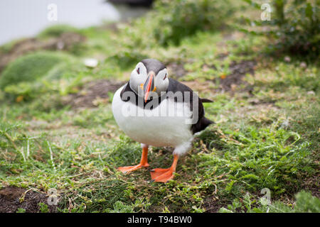 Die liebenswerten Papageitaucher Vögel fotografiert in Sumburgh Head in der Shetlandinseln, nördlich von Schottland, Großbritannien. Stockfoto