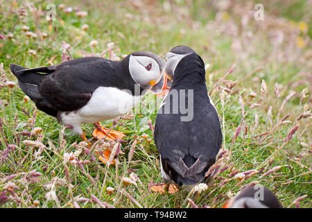 Die liebenswerten Papageitaucher Vögel fotografiert in Sumburgh Head in der Shetlandinseln, nördlich von Schottland, Großbritannien. Stockfoto