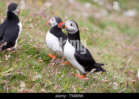 Die liebenswerten Papageitaucher Vögel fotografiert in Sumburgh Head in der Shetlandinseln, nördlich von Schottland, Großbritannien. Stockfoto