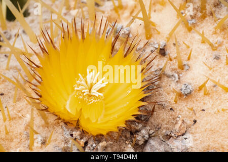 In der Nähe der Wüste barrel Kaktus in der Blüte (Ferocactus cylindraceus), Kalifornien Stockfoto