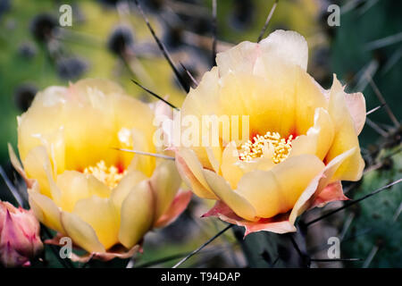 Feigenkaktus (Opuntia fragilis) Kaktus Blumen, Kalifornien Stockfoto