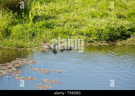 Ein sumpfhuhn, Gallinula chloropus, und ihre Küken auf einem stillgelegten Abschnitt der Lancaster Canal im Mai in der Nähe des Dorfes Crooklands. Cumbria England UK GB Stockfoto