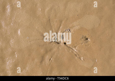 Sternförmige Muster um eine Bohrung in Mündungs- Schlamm, der durch die siphons einer pfeffrigen Furche Shell vorgenommen wurden, Scrobicularia plana, wenn es Biene hat Stockfoto
