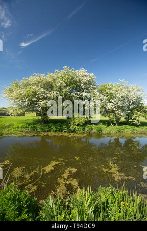 Ein Blick auf den stillgelegten Abschnitt der Lancaster Canal in der Nähe des Dorfes Crooklands in Cumbria mit blühenden Weißdorn Bäume, Rosa Moschata, auf seiner Stockfoto