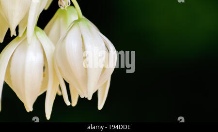 Detail von Yucca madrensis Blume, Kalifornien; dunklen Hintergrund Stockfoto