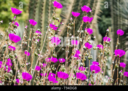 Rock Portulak (calandrinia Grandiflora) Blumen, beheimatet in Chile, die als Zierpflanzen in Gärten in Kalifornien Stockfoto