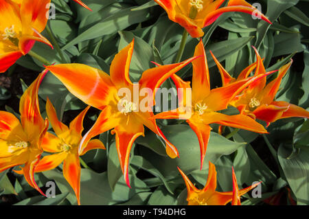 Tulpen, Tulipa 'Fly Away', Gruppe Lily - mit Blumen, blühenden Tulpen Ausstellung in Dendrologischer Garten, Prag, Tschechische Republik am 8. Mai 2019. (CTK Ph Stockfoto