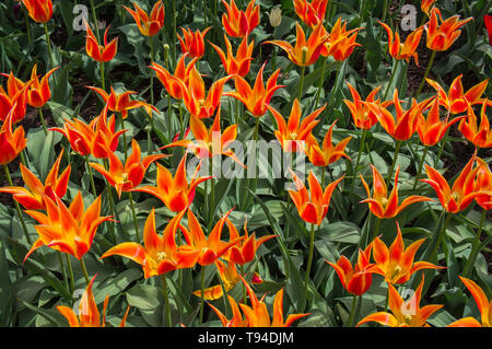 Tulpen, Tulipa 'Fly Away', Gruppe Lily - mit Blumen, blühenden Tulpen Ausstellung in Dendrologischer Garten, Prag, Tschechische Republik am 8. Mai 2019. (CTK Ph Stockfoto