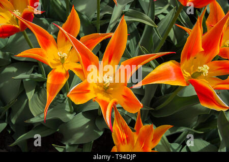 Tulpen, Tulipa 'Fly Away', Gruppe Lily - mit Blumen, blühenden Tulpen Ausstellung in Dendrologischer Garten, Prag, Tschechische Republik am 8. Mai 2019. (CTK Ph Stockfoto