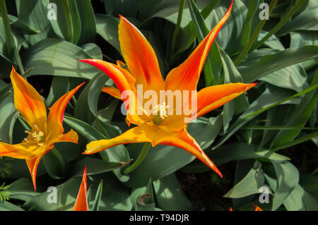 Tulpen, Tulipa 'Fly Away', Gruppe Lily - mit Blumen, blühenden Tulpen Ausstellung in Dendrologischer Garten, Prag, Tschechische Republik am 8. Mai 2019. (CTK Ph Stockfoto