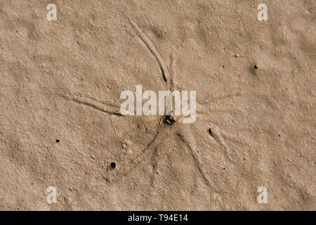 Sternförmige Muster um eine Bohrung in Mündungs- Schlamm, der durch die siphons einer pfeffrigen Furche Shell vorgenommen wurden, Scrobicularia plana, wenn es Biene hat Stockfoto