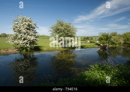 Ein Blick auf den stillgelegten Abschnitt der Lancaster Canal in der Nähe des Dorfes Crooklands in Cumbria mit Vieh füttern und trinken und blühenden Weißdorn-t Stockfoto