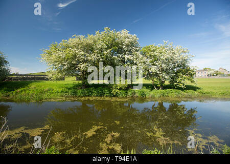 Ein Blick auf den stillgelegten Abschnitt der Lancaster Canal in der Nähe des Dorfes Crooklands in Cumbria mit blühenden Weißdorn Bäume, Rosa Moschata, auf seiner Stockfoto