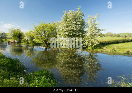 Ein Blick auf den stillgelegten Abschnitt der Lancaster Canal in der Nähe des Dorfes Crooklands in Cumbria mit Vieh füttern und trinken und blühenden Weißdorn-t Stockfoto