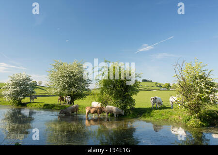 Ein Blick auf den stillgelegten Abschnitt der Lancaster Canal in der Nähe des Dorfes Crooklands in Cumbria mit Vieh füttern und trinken und blühenden Weißdorn-t Stockfoto