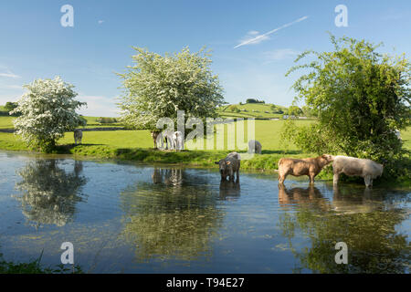 Ein Blick auf den stillgelegten Abschnitt der Lancaster Canal in der Nähe des Dorfes Crooklands in Cumbria mit Vieh füttern und trinken und blühenden Weißdorn-t Stockfoto