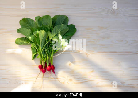 Frische Radieschen. Ansicht von oben mit der Kopie. Hellen Hintergrund Stockfoto