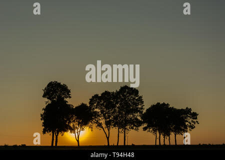 Die Sonne hinter den Bäumen und den wolkenlosen Abendhimmel Stockfoto