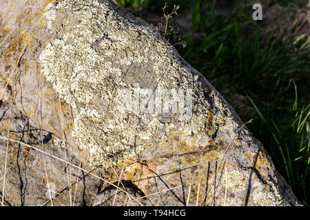 Muster der Foliose flechten Flavoparmelia caperata auf Naturstein, aus der Nähe. Stockfoto