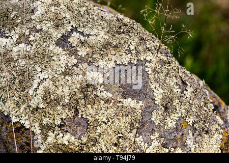 Muster der Foliose flechten Flavoparmelia caperata auf Naturstein, aus der Nähe. Stockfoto