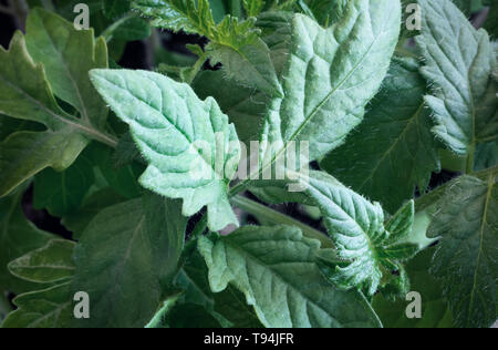 Verlässt der junge Sämlinge Tomaten im Gewächshaus. Stockfoto