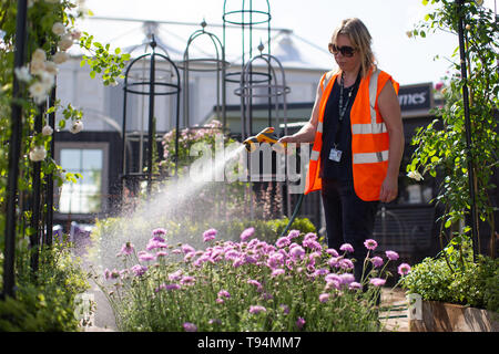 Blumen gießen während der Vorbereitungen für das RHS Chelsea Flower Show im Royal Hospital Chelsea, London. Stockfoto