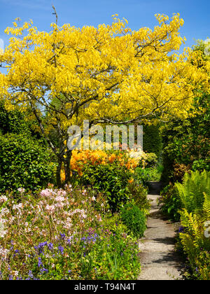 Gelbe Laub von Quercus rubra 'Aurea' einen Blick in den ummauerten Garten dominiert im Garden House, Buckland Monachorum, Devon Stockfoto