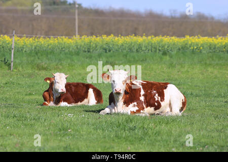 Kuhherde auf der wunderschönen ländlichen animal farm Beweidung auf die grüne Wiese. Stockfoto