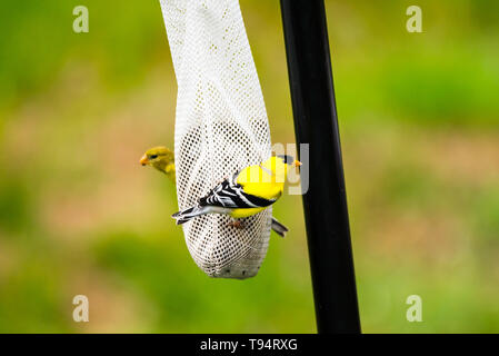 Zwei amerikanische Goldfinches auf Nyjer Thistle Socke Einzug. Stockfoto