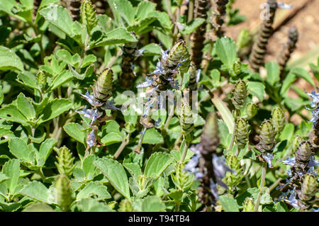 Blaue Hummer Blume Plectranthus neochilus (Hummer Bush, Bush, Fliegen oder Mücken Bush) ist ein mehrjähriger Bodendecker mit stark duftenden, teilweise Scal Stockfoto