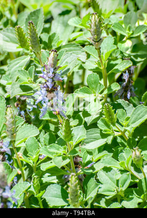 Blaue Hummer Blume Plectranthus neochilus (Hummer Bush, Bush, Fliegen oder Mücken Bush) ist ein mehrjähriger Bodendecker mit stark duftenden, teilweise Scal Stockfoto