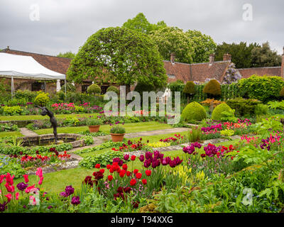 Chenies Manor House versunkenen Garten im Mai mit lebendigen tulip Sorten; Rot, Pink, Lila und Orange mit frischem grünem Laub mit formschnitt. Stockfoto