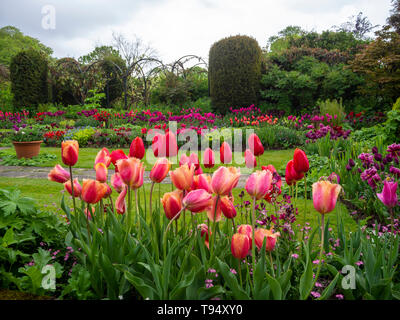 Chenies Manor House versunkenen Garten im Mai mit bunten Tulpen von abgeschnitten Eiben, Vine trellis und terrassenförmigen Wiesen eingerahmt. Stockfoto