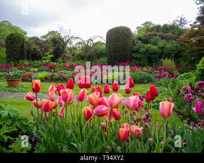 Chenies Manor House versunkenen Garten im Mai mit bunten Tulpen von abgeschnitten Eiben, Vine trellis und terrassenförmigen Wiesen eingerahmt. Stockfoto