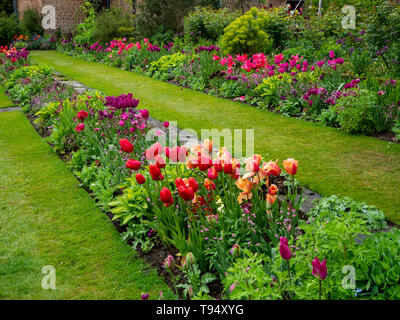 Chenies Manor House versunkenen Garten im Mai mit lebendigen tulip Sorten auf eine diagonale Perspektive mit Rasen, Pfad, Stauden, pink, lila und violett. Stockfoto