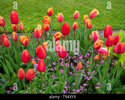 Chenies Manor House versunkenen Garten im Mai mit lebendigen tulip Sorten, 'avignon' und 'Lambada', Pfirsich und orange. Stockfoto