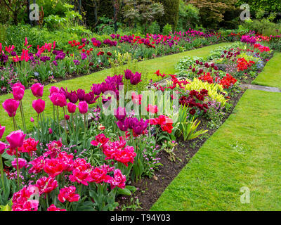 Chenies Manor House Sunken Garden im Mai; Vivid tulip Sorten; Landschaft Blick diagonal mit Rosa, Rot, Lila Tulpen, frisches Laub, Sträucher und Rasen. Stockfoto