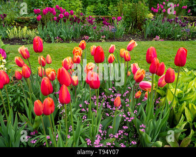 Chenies Manor House versunkenen Garten im Mai mit lebendigen tulip Sorten, 'avignon' und 'Lambada', Pfirsich und orange. Stockfoto