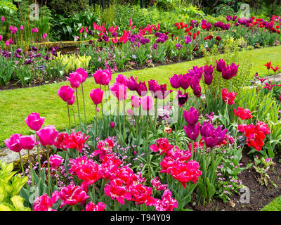 Chenies Manor House Sunken Garden im Mai; Vivid tulip Sorten; Landschaft Blick diagonal mit Rosa, Rot, Lila Tulpen, frisches Laub, Sträucher und Rasen. Stockfoto