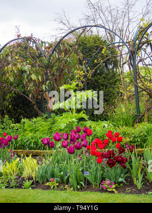 Chenies Manor House versunkenen Garten im Mai mit lebendigen tulip Sorten, "Merlot', 'Ile de France', 'Onkel Tom'; Angelica Gigantica und alliums in der Knospe. Stockfoto