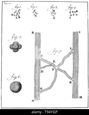 Blutkörperchen, Anthony van Leeuwenhoek, 1719. Holzschnitt, die spermien von Kaninchen (Abbn. 1-4) und Hund (Abbn. 5-8), beobachtet und von Anthony van Leeuwenhoek, 1677 gezeichnet. Leeuwenhoek (1632-1723) war ein niederländischer Wissenschaftler, jetzt als erste Mikrobiologe. Er ist am besten für seine Arbeit an der Verbesserung des Mikroskops und für seinen Beitrag zur Schaffung der Mikrobiologie bekannt. Stockfoto