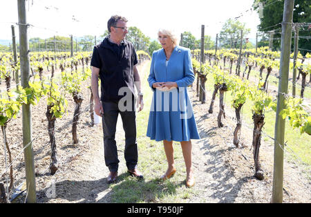 Die Herzogin von Cornwall, Präsident von Wein GB, spricht mit Vineyard Manager Matt Strugnell bei einem Besuch im preisgekrönten Ridgeview Weingut, eine Familie - Sekt in Ditchling Gemeinsamer, East Sussex. Stockfoto