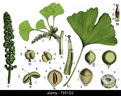 Ginkgo biloba von Louis Claude Marie Richard (September 17. 1754 - Juni 6, 1821) ein französischer Botaniker und botanischen Illustrator. Ginkgo ist eine Gattung der höchst ungewöhnliche nicht blühenden Pflanzen. Der wissenschaftliche Name ist auch unter dem englischen Namen verwendet. Der Auftrag, zu dem es gehört, Ginkgoales, zuerst in der Permian erschienen, 270 Millionen Jahren, möglicherweise von der eed Farne abgeleitet: "Peltaspermales. Stockfoto