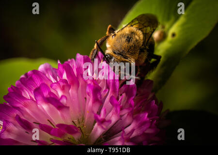 Eine Hummel Suche nach Pollen auf ein rotklee blühen. Stockfoto