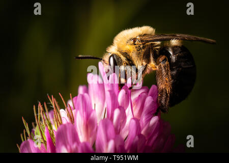 Eine Hummel Suche nach Pollen auf ein rotklee blühen. Stockfoto