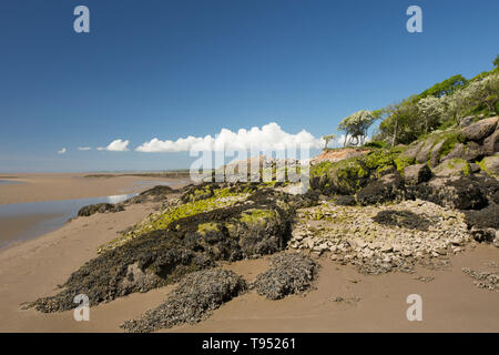 Eine Ansicht in der Nähe von Jenny Brown's Point bei Ebbe in der Nähe des Dorfes Silverdale in der Nähe der Kante von Morecambe Bay. Die Bucht ist bekannt für seine leistungsstarken t festgestellt Stockfoto