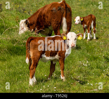 Hereford Kälber Weiden auf Gras Weide Stockfoto