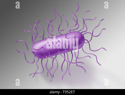 E.-coli-Bakterien. Escherichia coli ist ein Gram-negative, fakultativ anaerobe, stabförmige, coliforme Bakterien der Gattung Escherichia, die häufig in den unteren Darm von warm-Blooded Organismen (endotherms). Die meisten E. coli Stämme sind harmlos, aber einige Serotypen können schwere Lebensmittelvergiftung in Ihrer Hosts verursachen, und gelegentlich werden verantwortlich für Rückrufaktionen wegen Essen Kontamination. Stockfoto