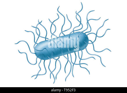 E.-coli-Bakterien. Escherichia coli ist ein Gram-negative, fakultativ anaerobe, stabförmige, coliforme Bakterien der Gattung Escherichia, die häufig in den unteren Darm von warm-Blooded Organismen (endotherms). Die meisten E. coli Stämme sind harmlos, aber einige Serotypen können schwere Lebensmittelvergiftung in Ihrer Hosts verursachen, und gelegentlich werden verantwortlich für Rückrufaktionen wegen Essen Kontamination. Stockfoto