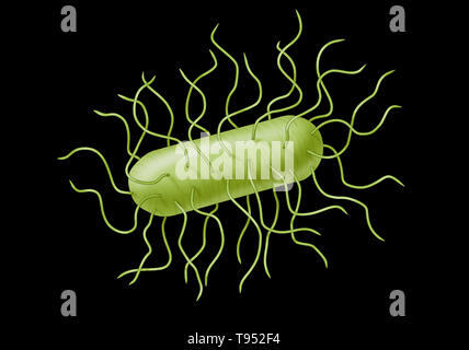 E.-coli-Bakterien. Escherichia coli ist ein Gram-negative, fakultativ anaerobe, stabförmige, coliforme Bakterien der Gattung Escherichia, die häufig in den unteren Darm von warm-Blooded Organismen (endotherms). Die meisten E. coli Stämme sind harmlos, aber einige Serotypen können schwere Lebensmittelvergiftung in Ihrer Hosts verursachen, und gelegentlich werden verantwortlich für Rückrufaktionen wegen Essen Kontamination. Stockfoto